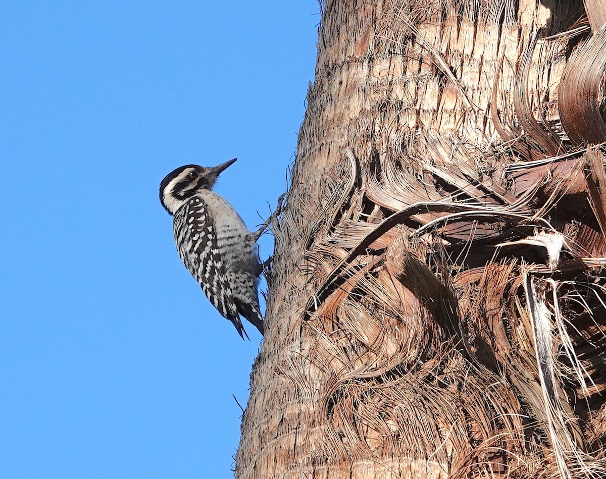 Ladder-backed Woodpecker - Kathryn Young