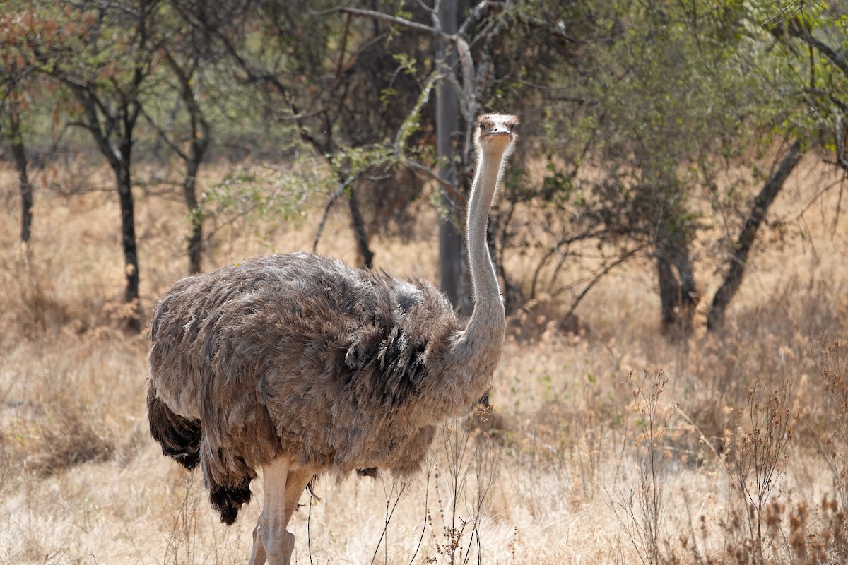 Somali Ostrich - ML615520211
