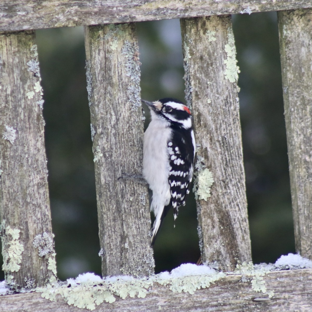 Downy Woodpecker (Eastern) - ML615520323