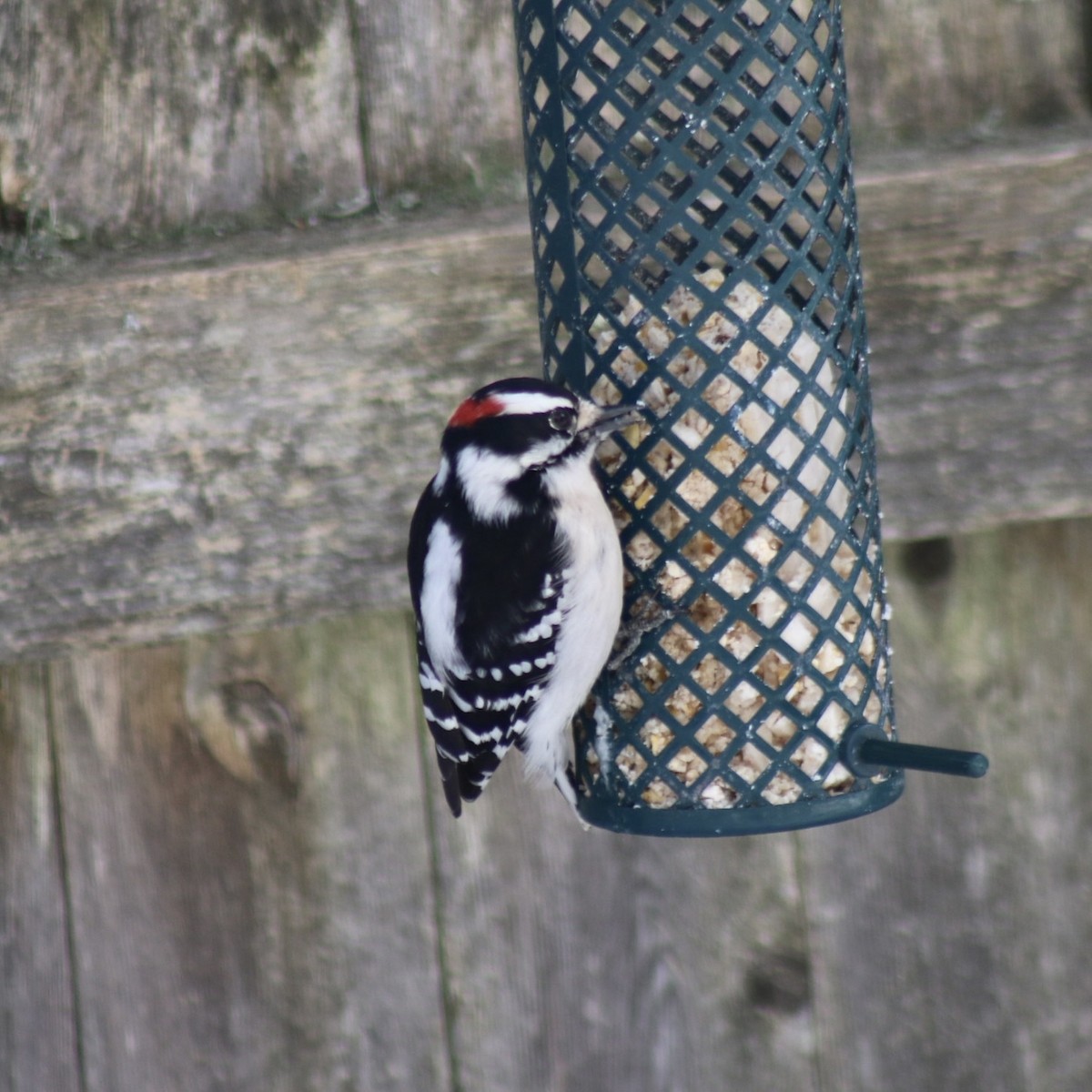 Downy Woodpecker (Eastern) - ML615520324