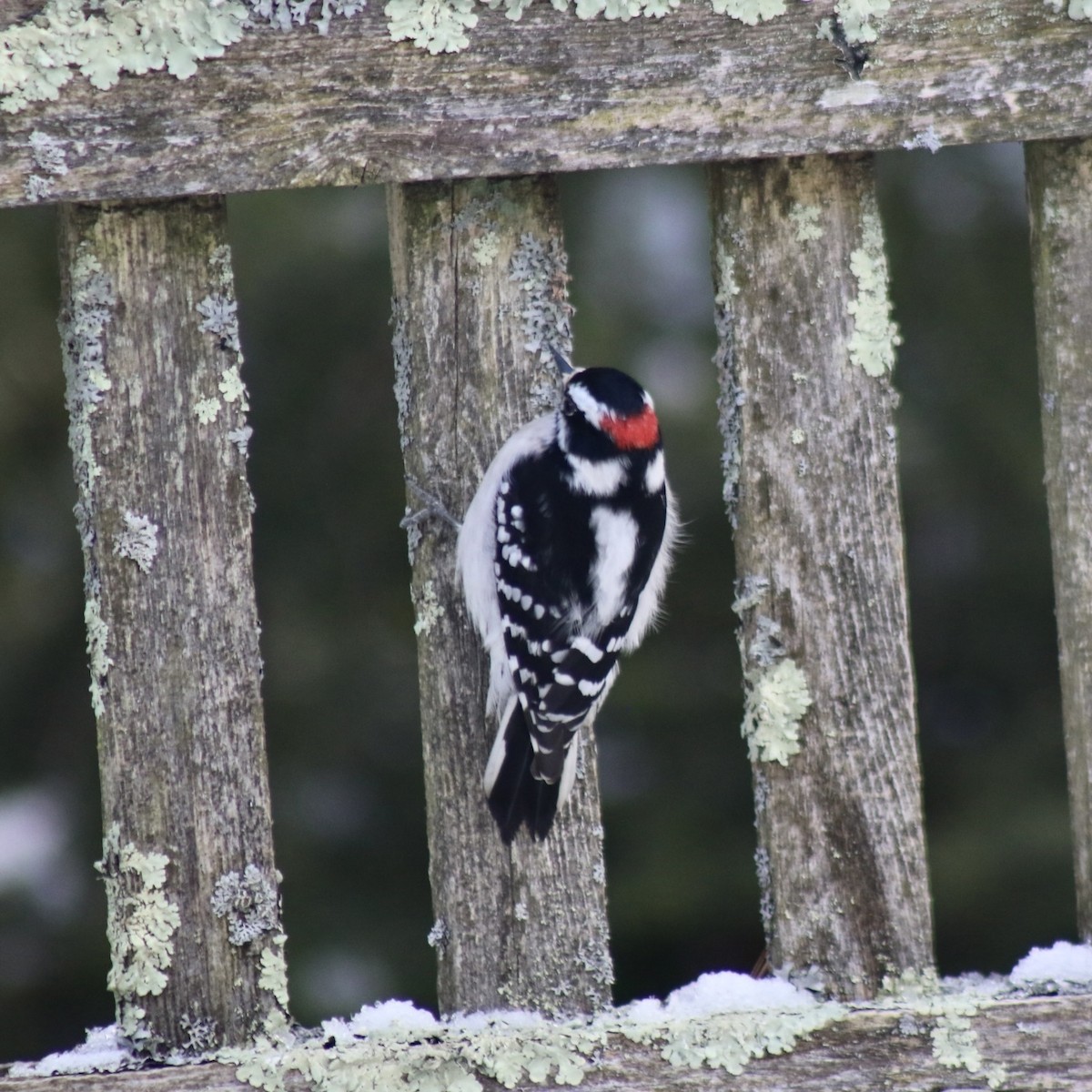Downy Woodpecker (Eastern) - ML615520326