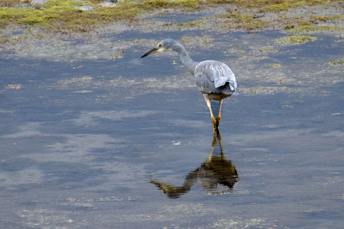White-faced Heron - Dannie Armstrong