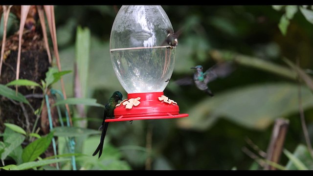 Violet-tailed Sylph - ML615520424