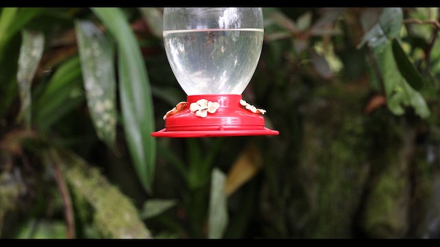 kolibřík hnědobřichý - ML615520439
