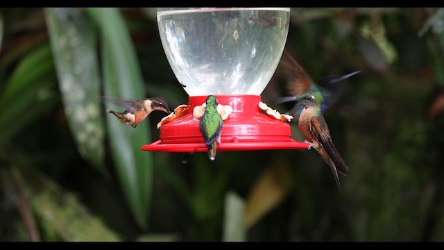 kolibřík hnědobřichý - ML615520442