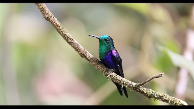 kolibřík vidloocasý [skupina fannyae] - ML615520479