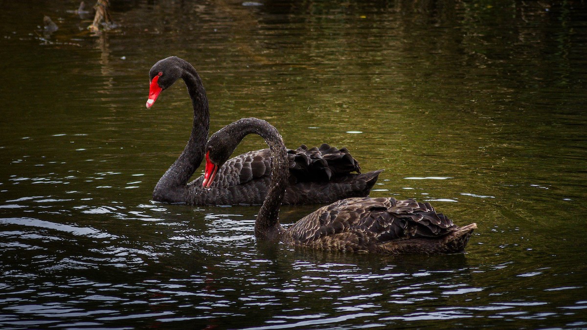 Black Swan - Dannie Armstrong