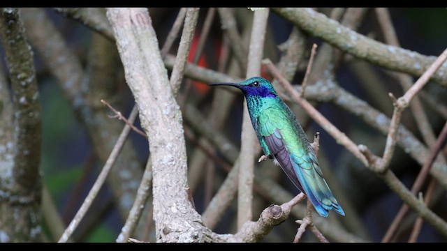 kolibřík modrolící - ML615520509