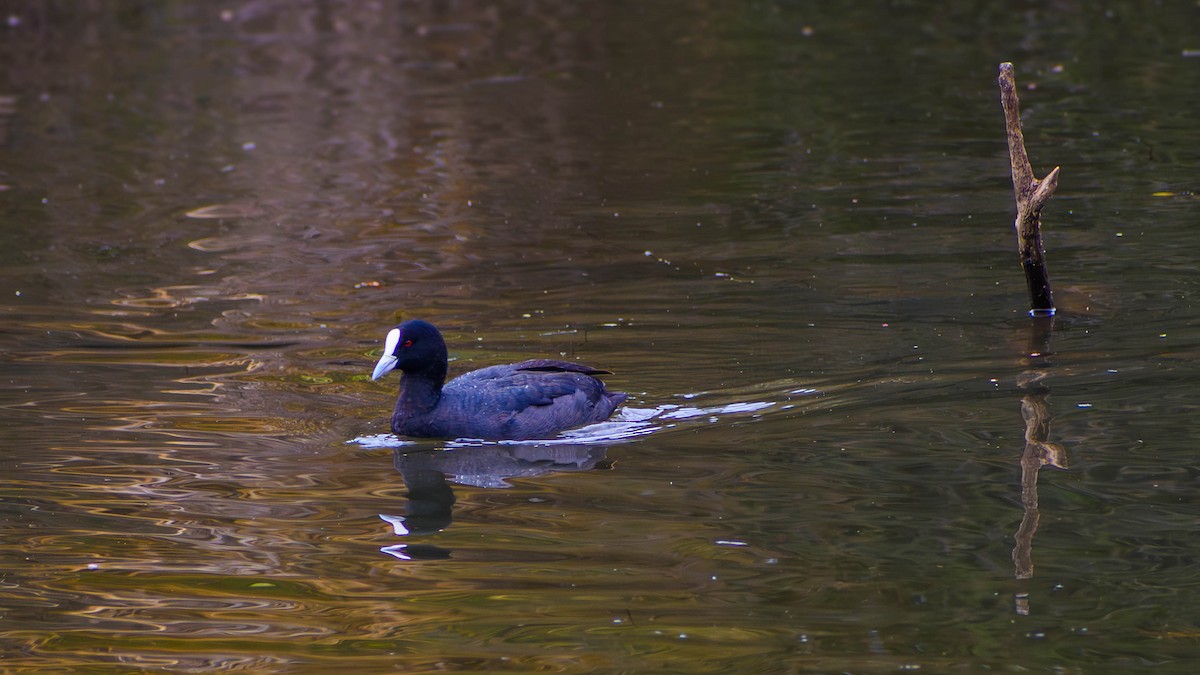 Eurasian Coot - Dannie Armstrong
