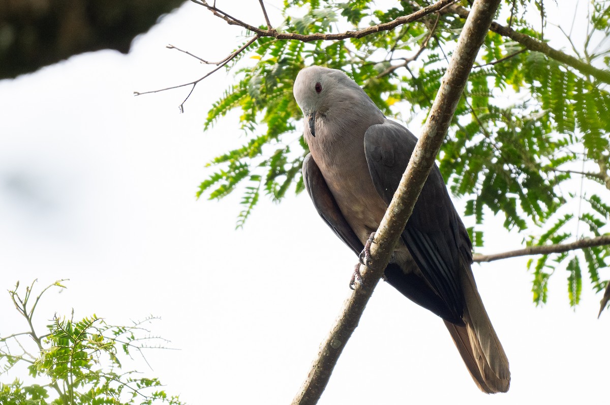 Peale's Imperial-Pigeon - Forest Botial-Jarvis