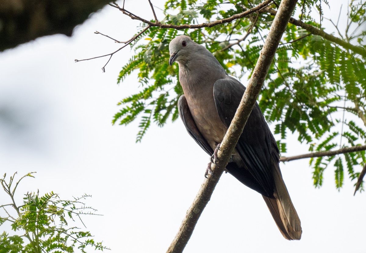 Peale's Imperial-Pigeon - Forest Botial-Jarvis