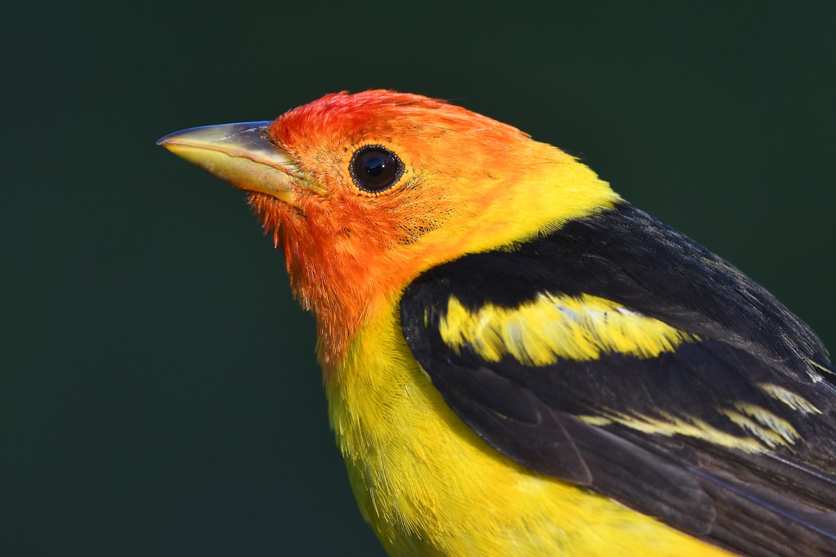 Western Tanager - ML615520696