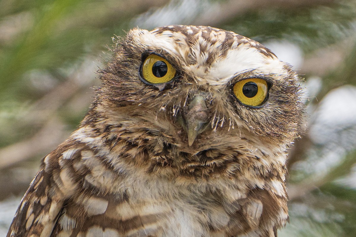 Burrowing Owl - ML615520714