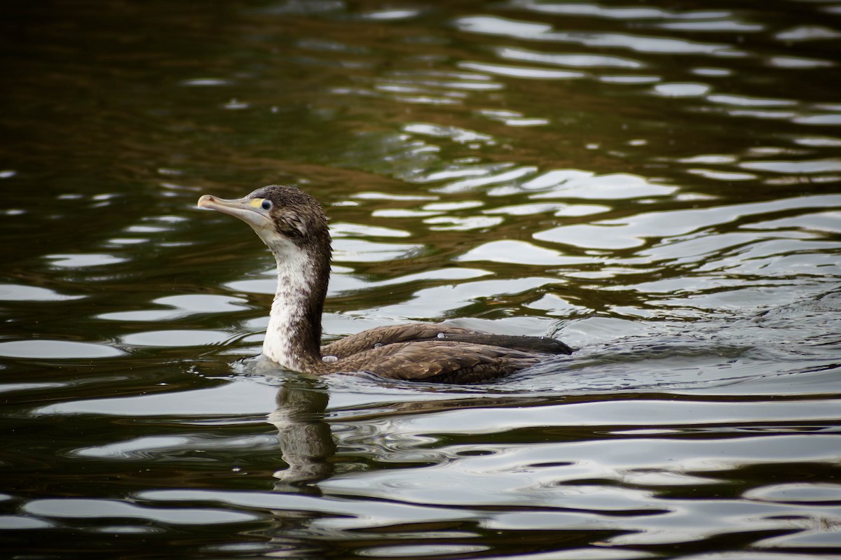 Spotted Shag - ML615520739