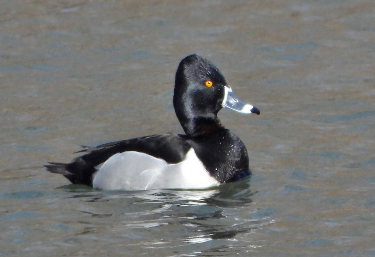 Ring-necked Duck - ML615520798