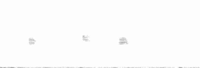 Каньонный крапивник - ML61552081