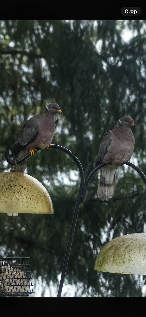Band-tailed Pigeon - ML615520869