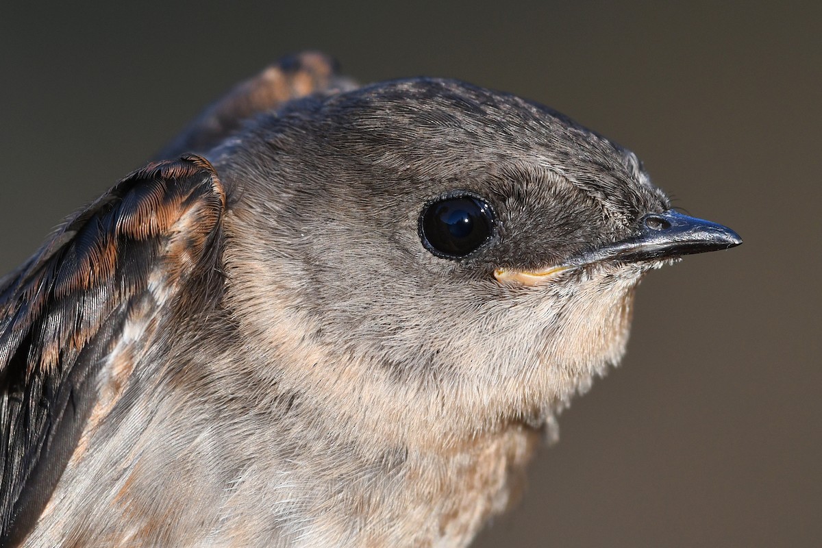Northern Rough-winged Swallow - ML615520941