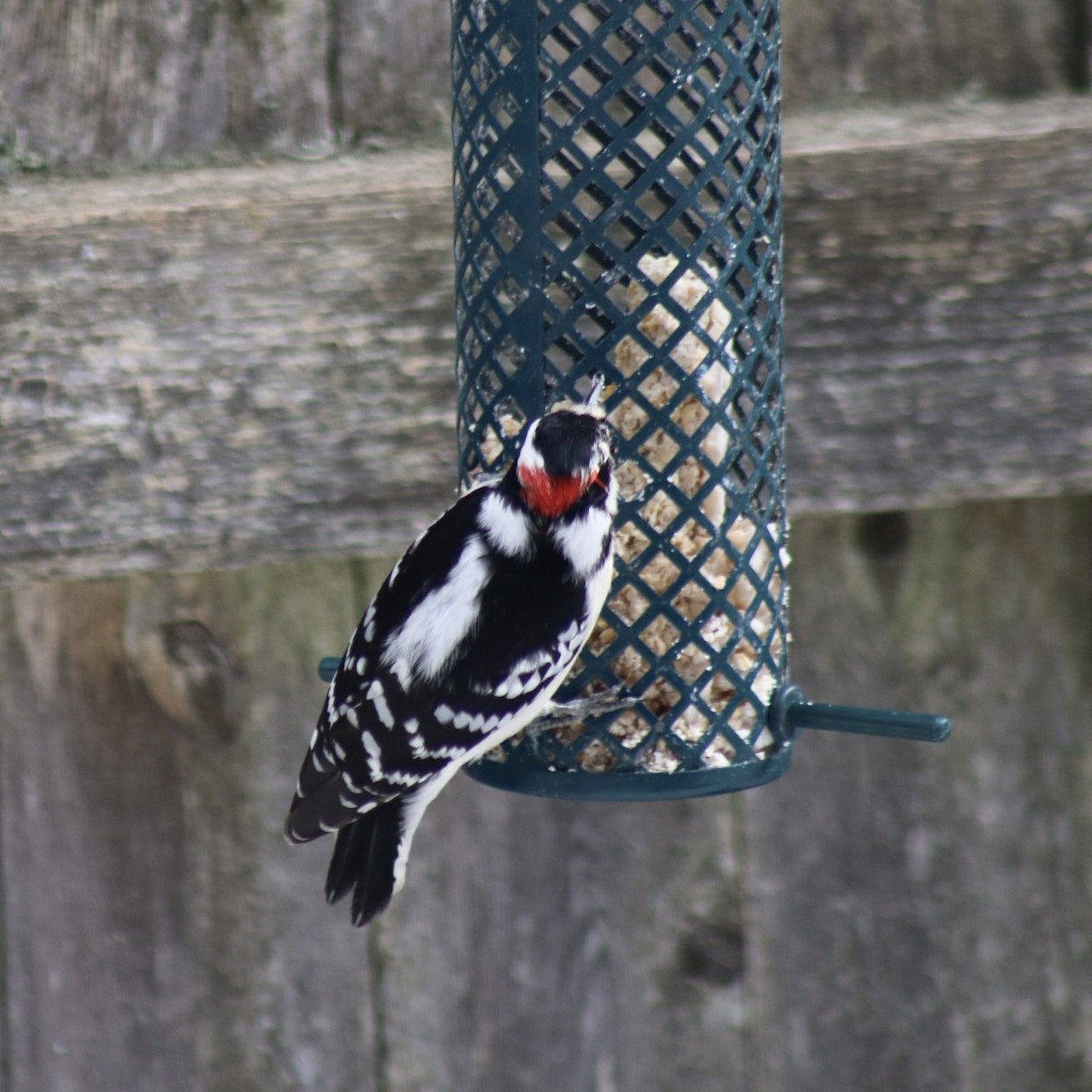 Downy Woodpecker (Eastern) - Debbie Plume