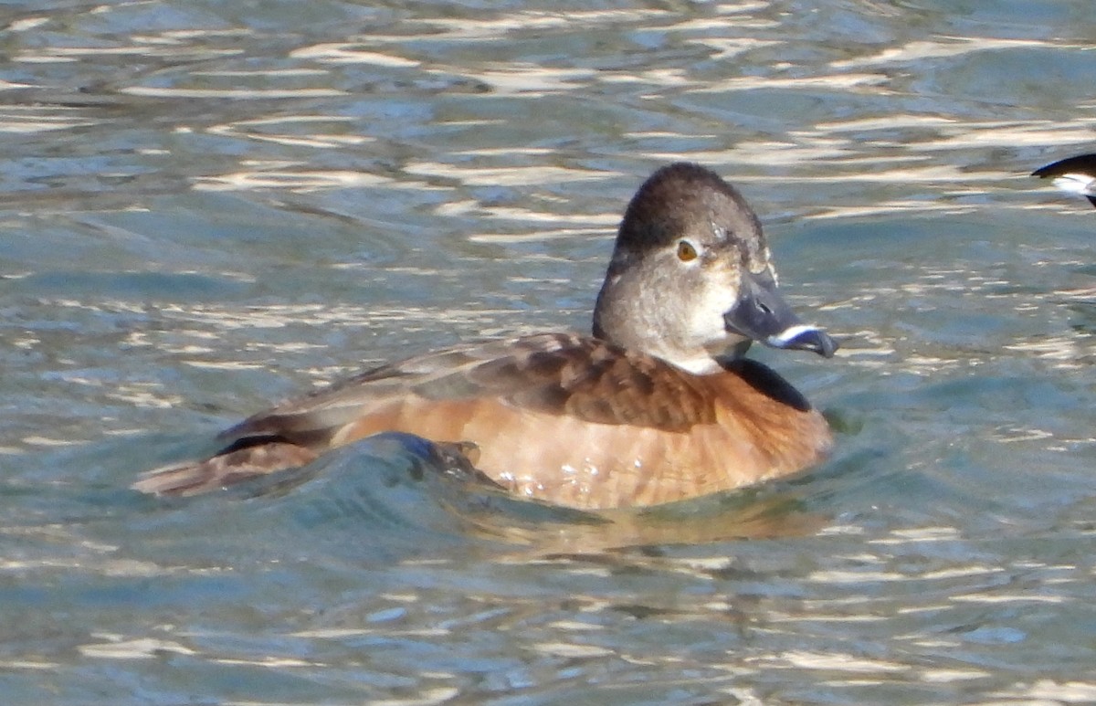Ring-necked Duck - ML615521126
