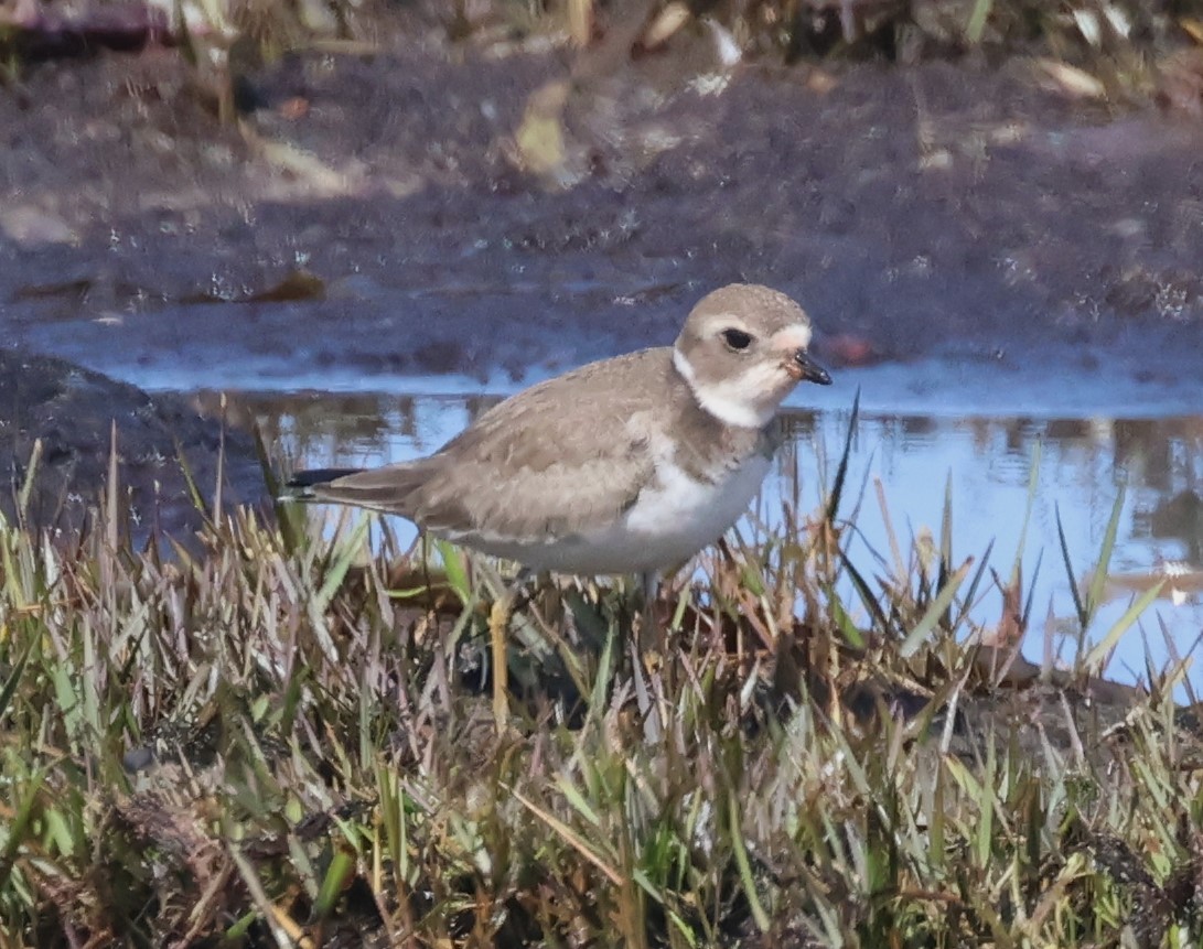 Semipalmated Plover - ML615521275