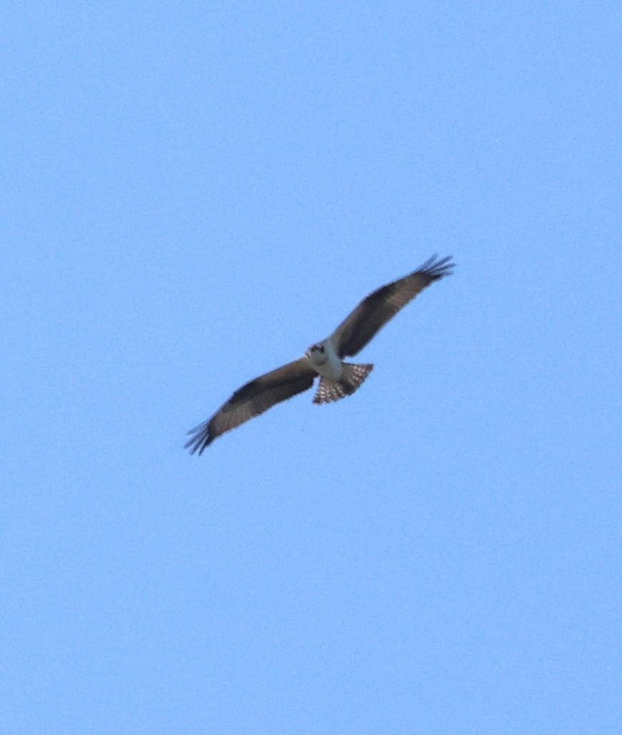 Águila Pescadora - ML615521315
