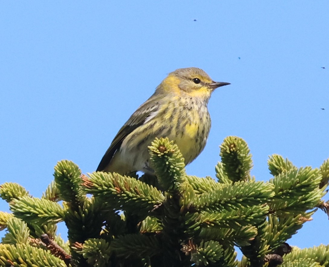 Cape May Warbler - ML615521387