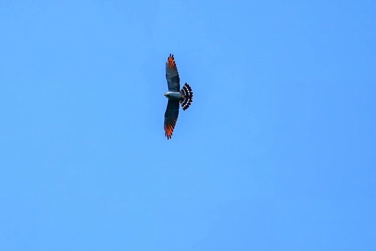 Plumbeous Kite - ML615521493