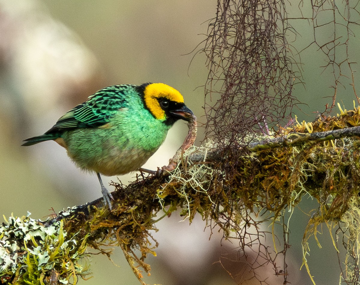 Saffron-crowned Tanager - ML615521559