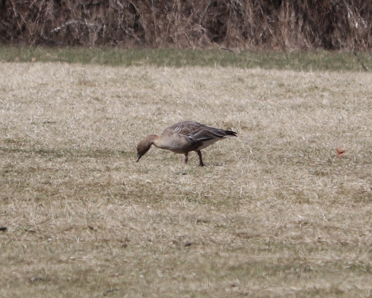 Pink-footed Goose - ML615521586