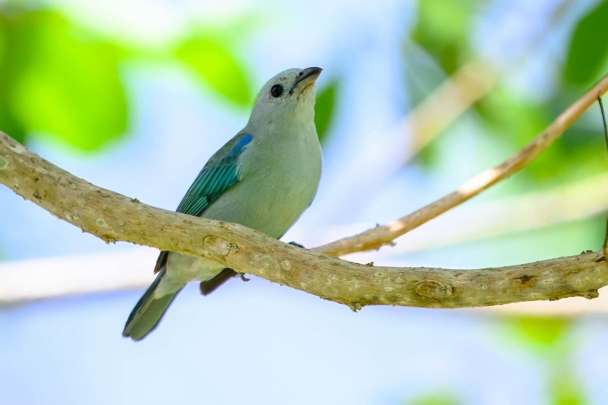 Blue-gray Tanager - ML615521603