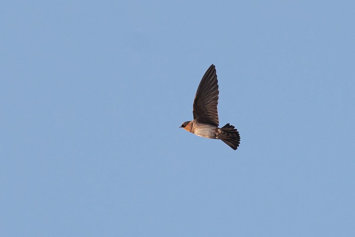 Cave Swallow (Texas) - ML615521820