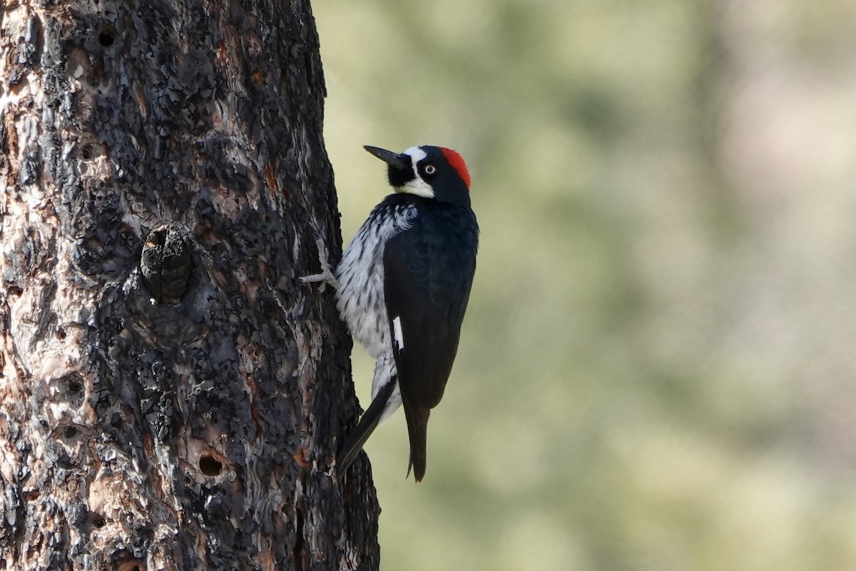 Acorn Woodpecker - ML615521919