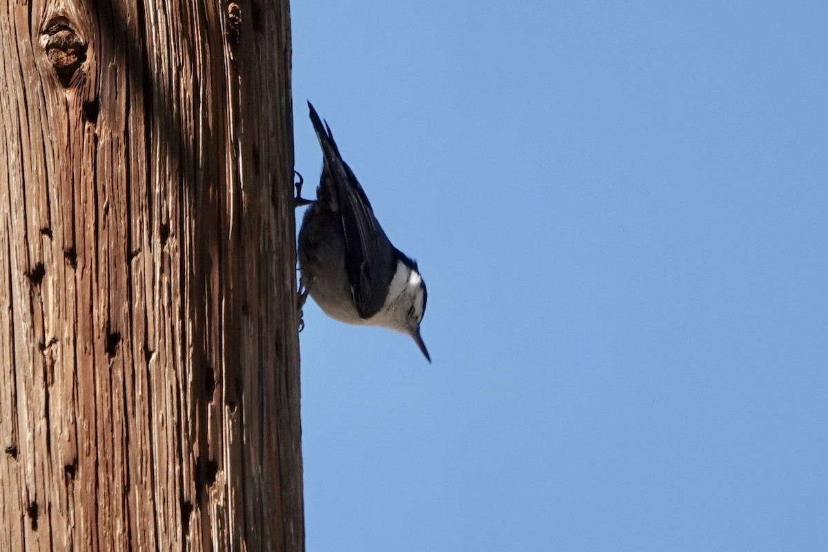 White-breasted Nuthatch - ML615521944