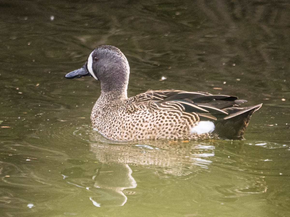Blue-winged Teal - ML615521969