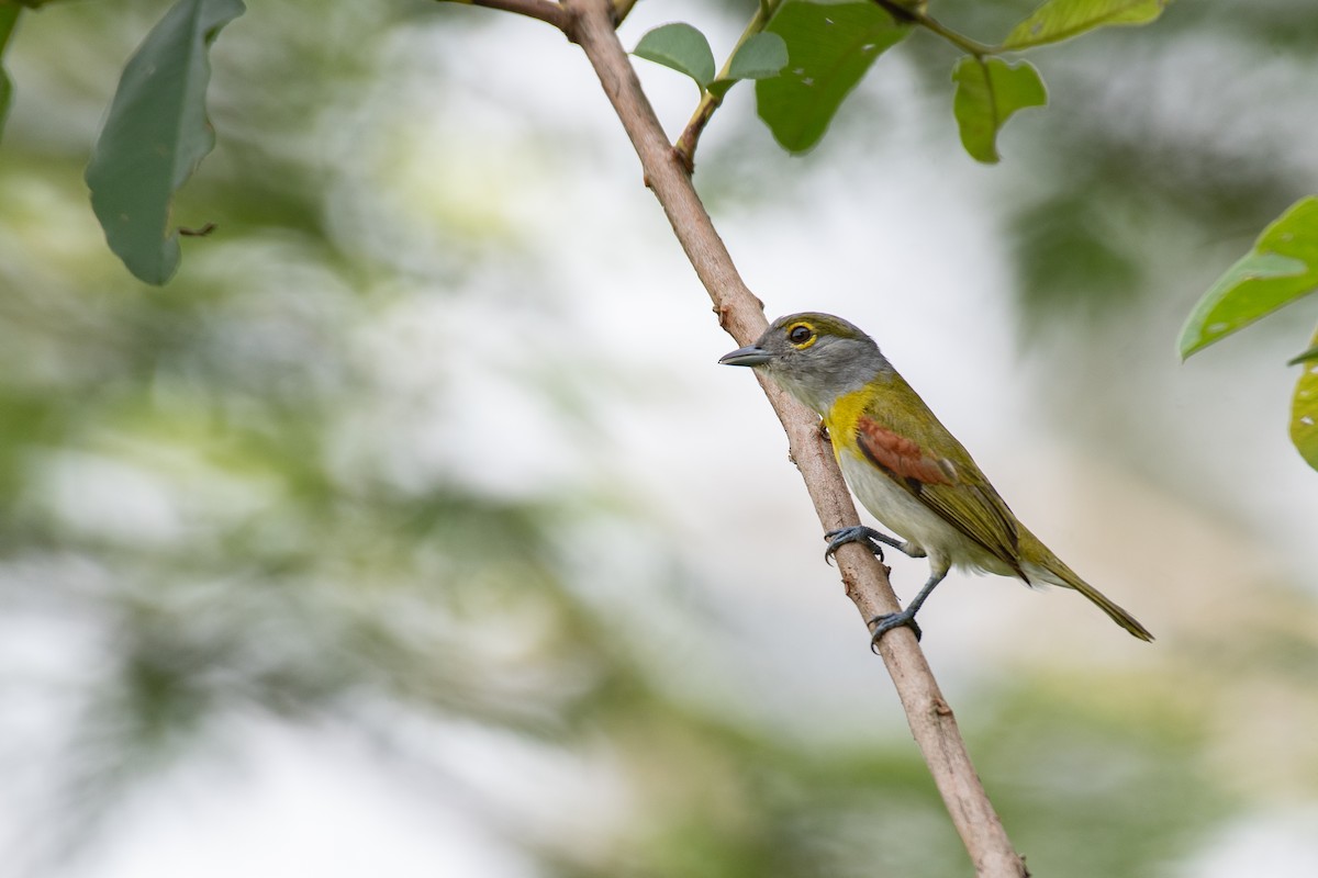 Green-backed Becard (Yellow-cheeked) - Victor Castanho