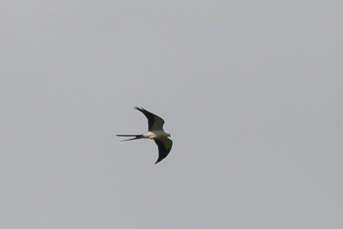 Swallow-tailed Kite - ML615522048