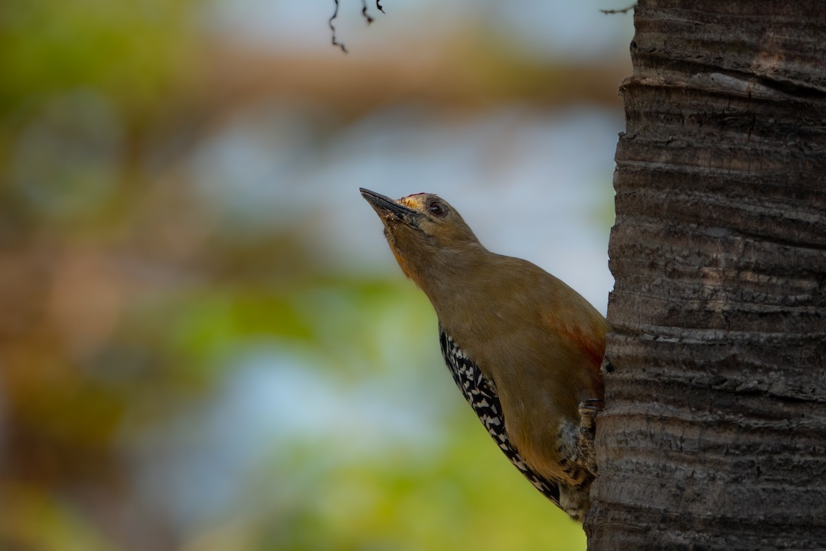 Red-crowned Woodpecker - ML615522123
