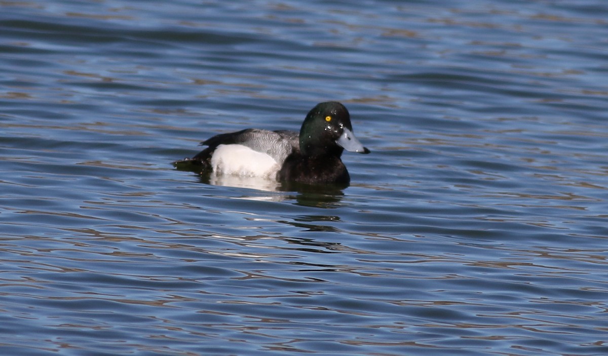 Greater Scaup - ML615522274
