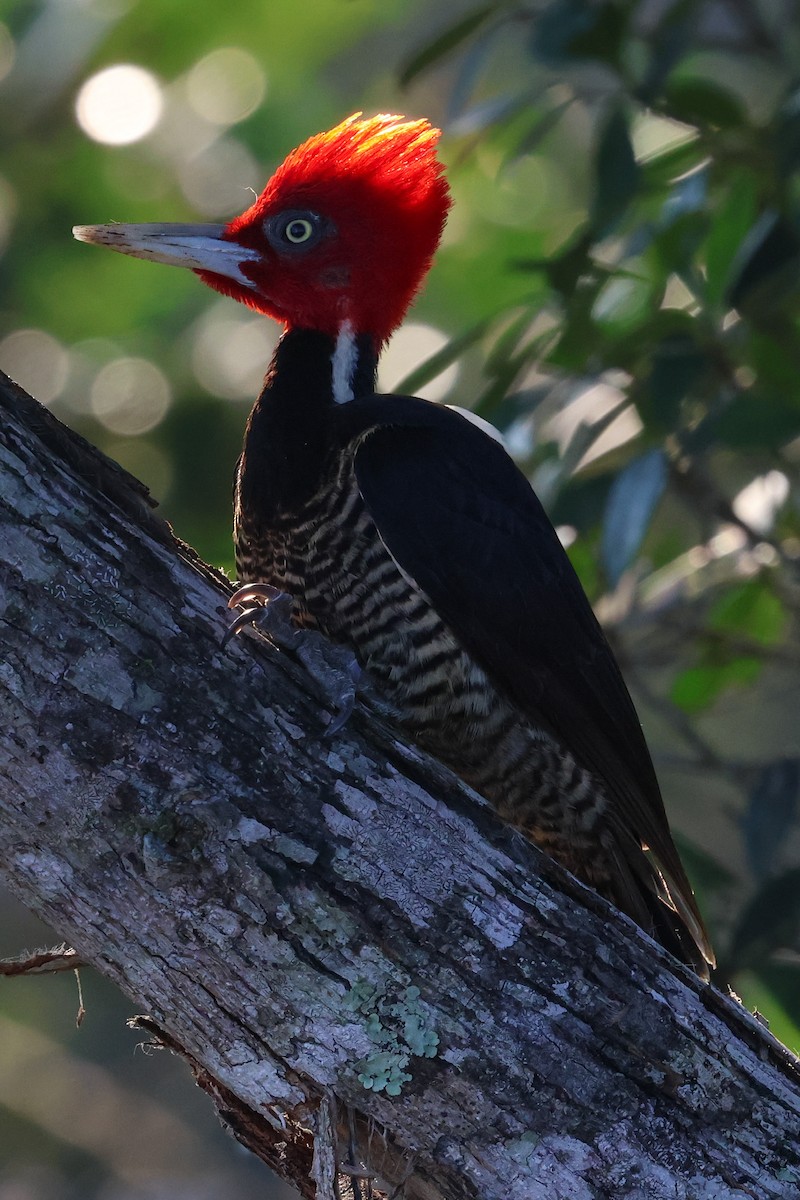 Pale-billed Woodpecker - ML615522308