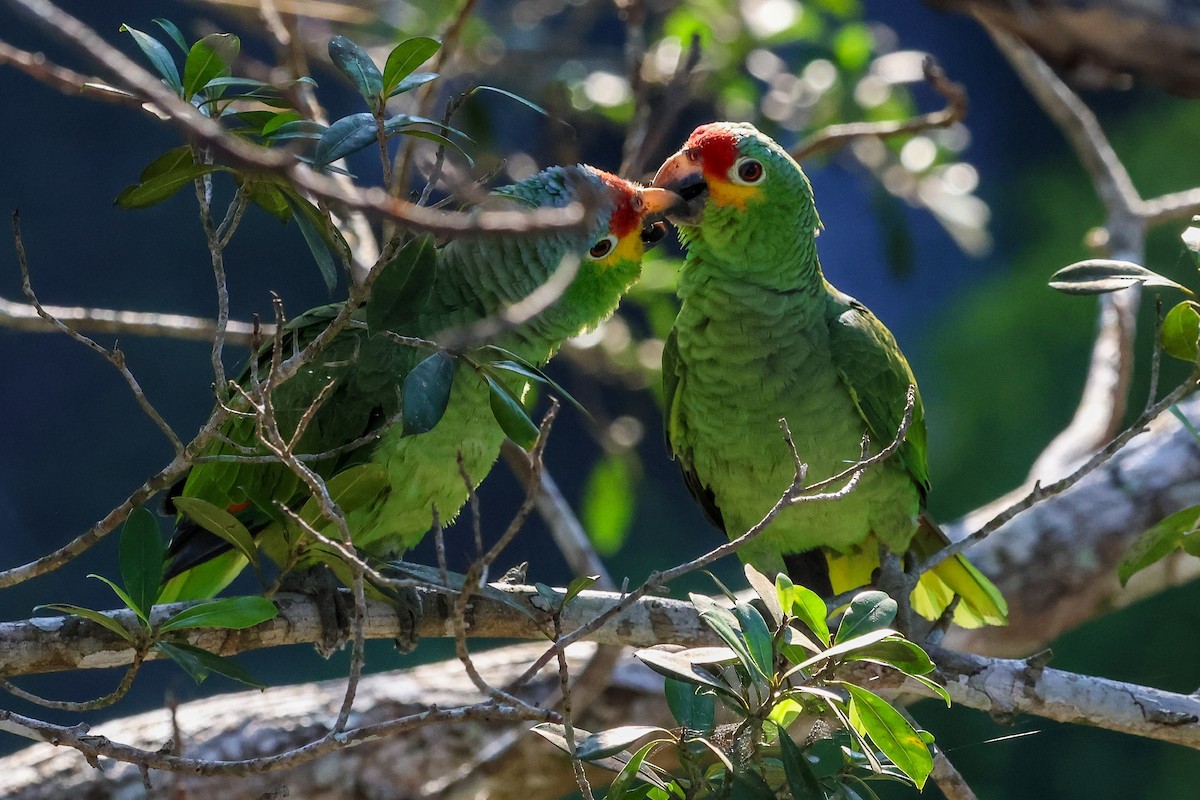 Red-lored Parrot - ML615522359