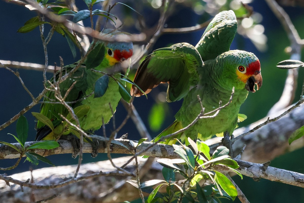 Red-lored Parrot - ML615522360