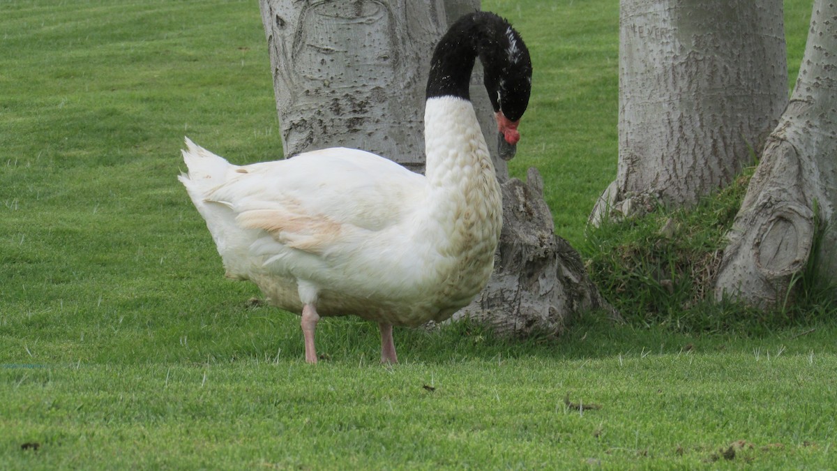 Black-necked Swan - ML615522402