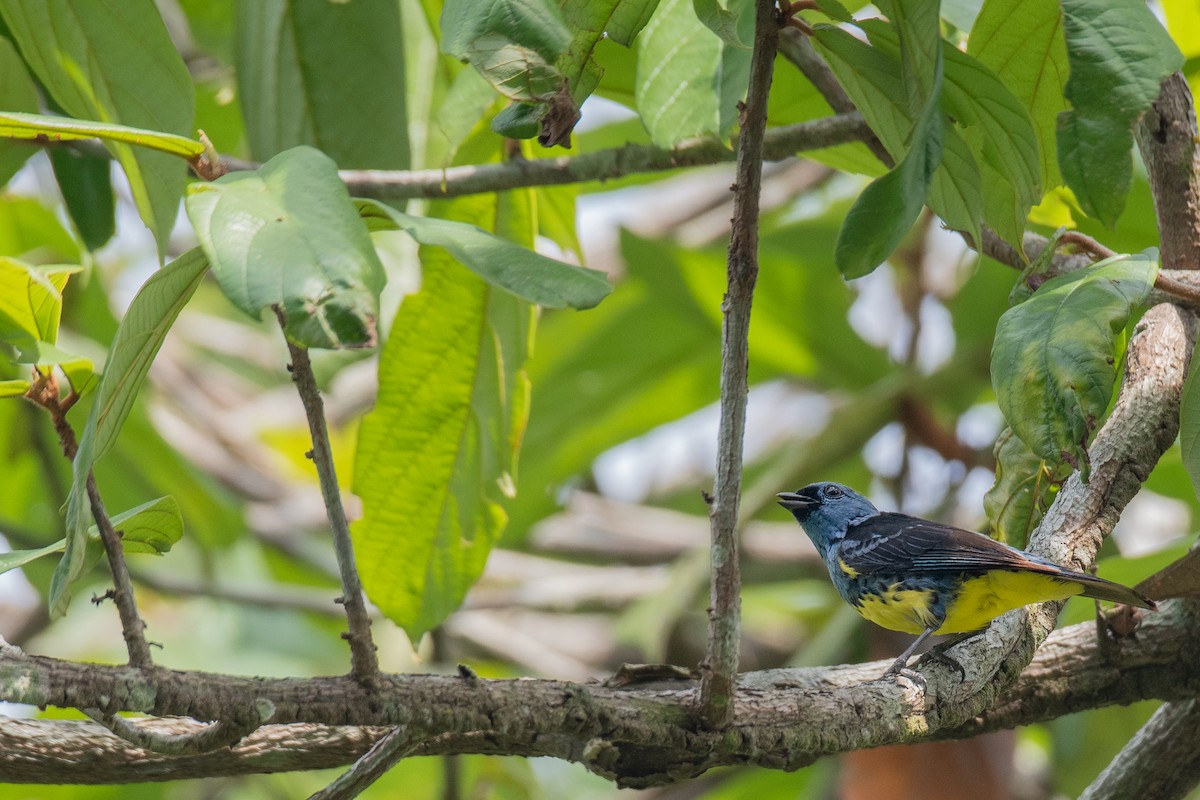 Turquoise Tanager - Victor Castanho