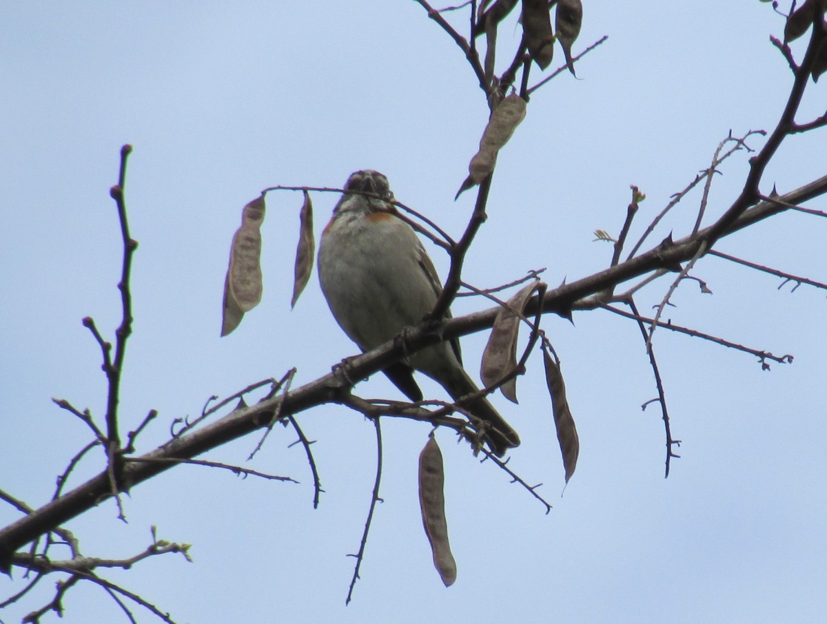 Rufous-collared Sparrow - Luis Manuel Gómez