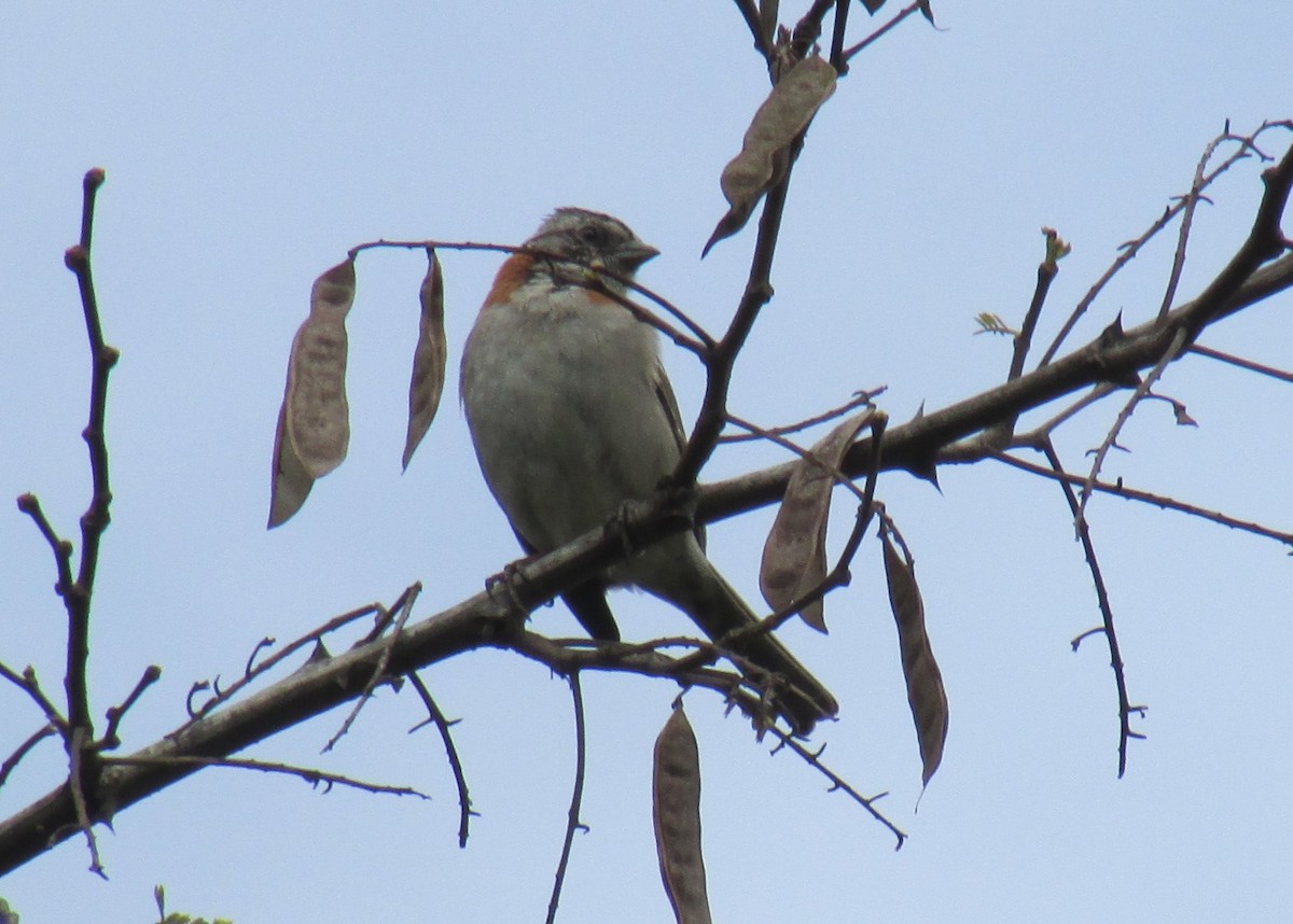 Rufous-collared Sparrow - ML615522420