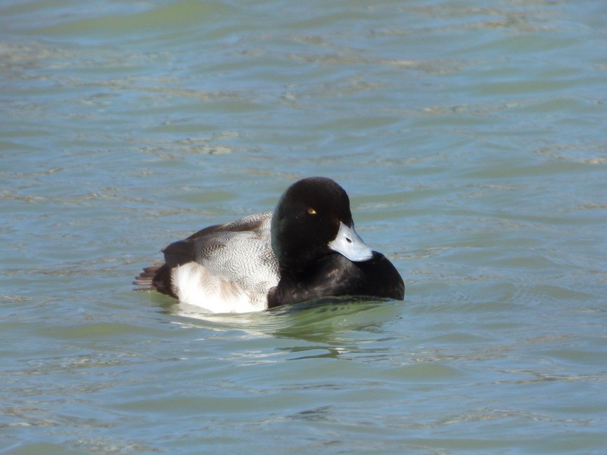 Greater Scaup - ML615522435