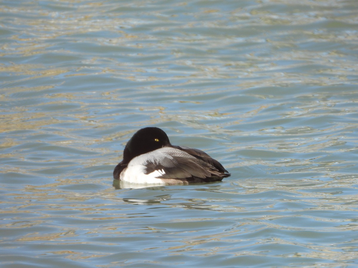 Greater Scaup - ML615522436