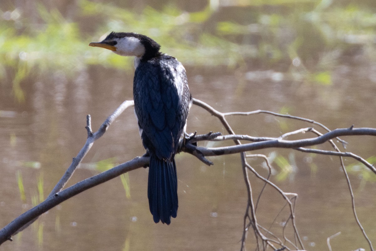 Little Pied Cormorant - Pat and Denise Feehan