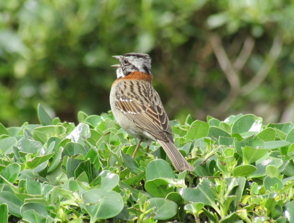 Rufous-collared Sparrow - ML615522487